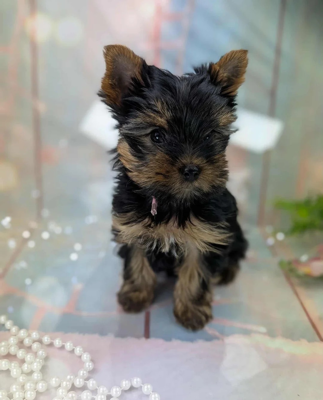Mark - Male Yorkie Puppy